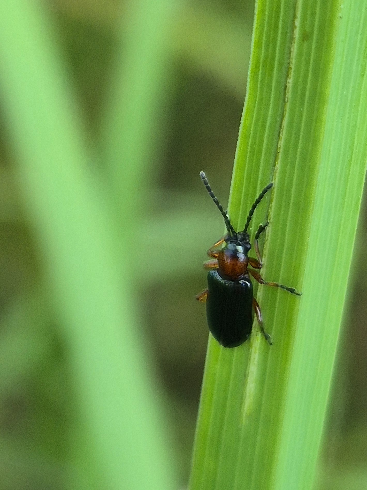 rothalsiges Getreidehähnchen