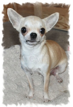 Nimue Chihuahuas Vom Mainbogens Jimdo Page