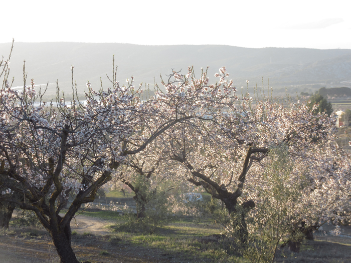 Kirschbäume blühen Natur