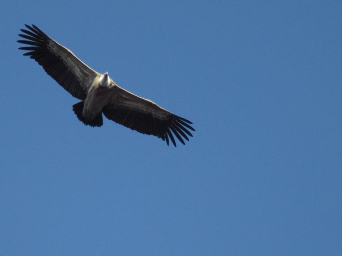 Geier Vögel Natur Gänsegeier