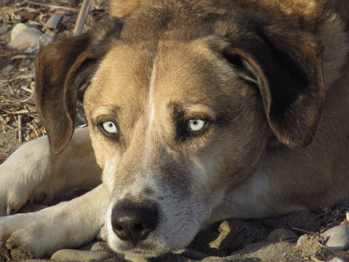 Straßenhund 