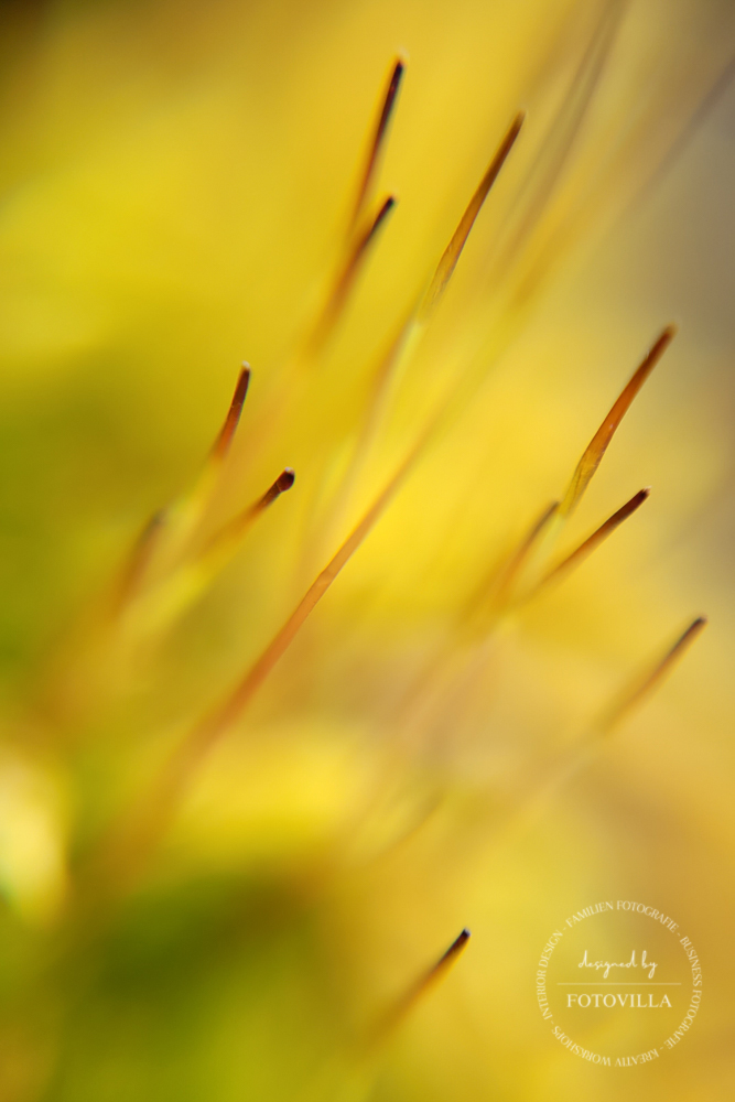 Smartphone Makro Fotografie Workshop Bern