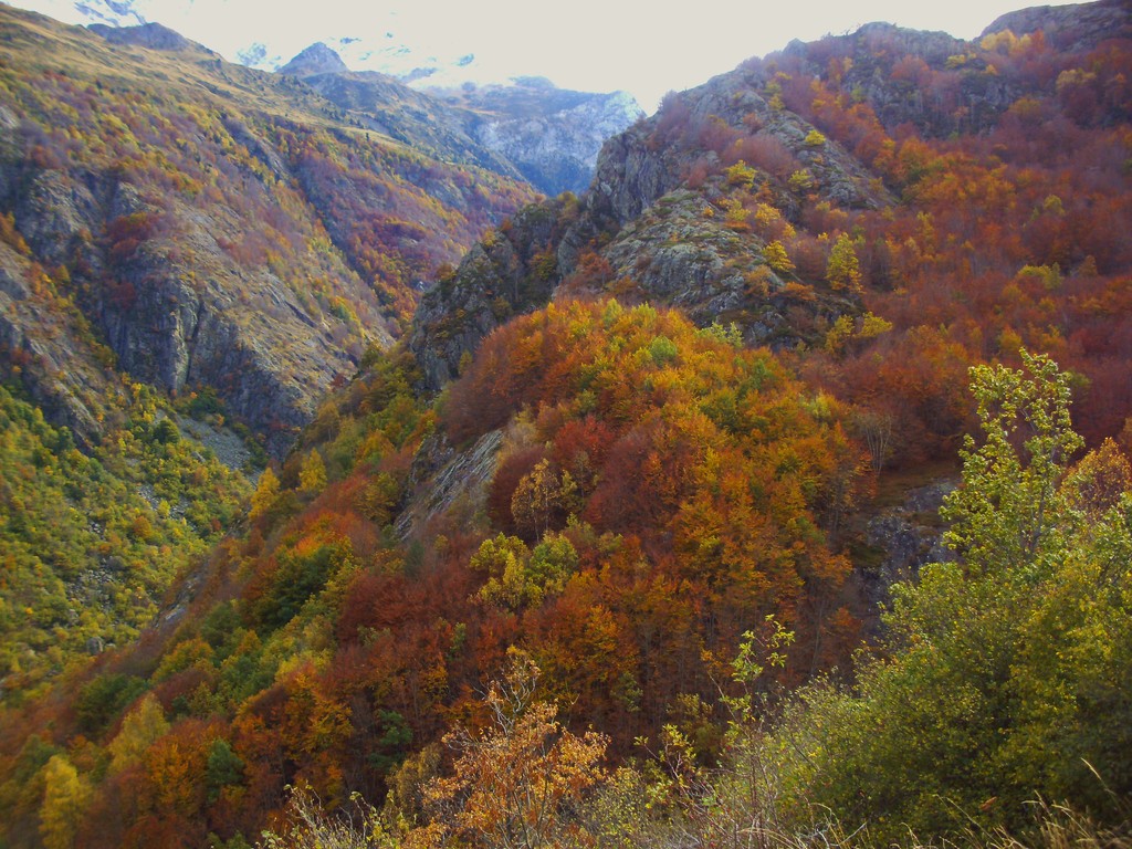 Forêt de hêtres en automne ( Gèdre Gavarnie )