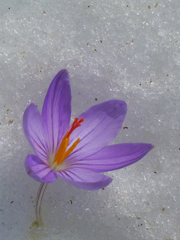 Crocus dans la neige