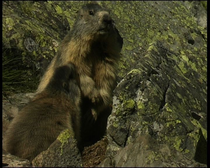 Marmotte et marmotton