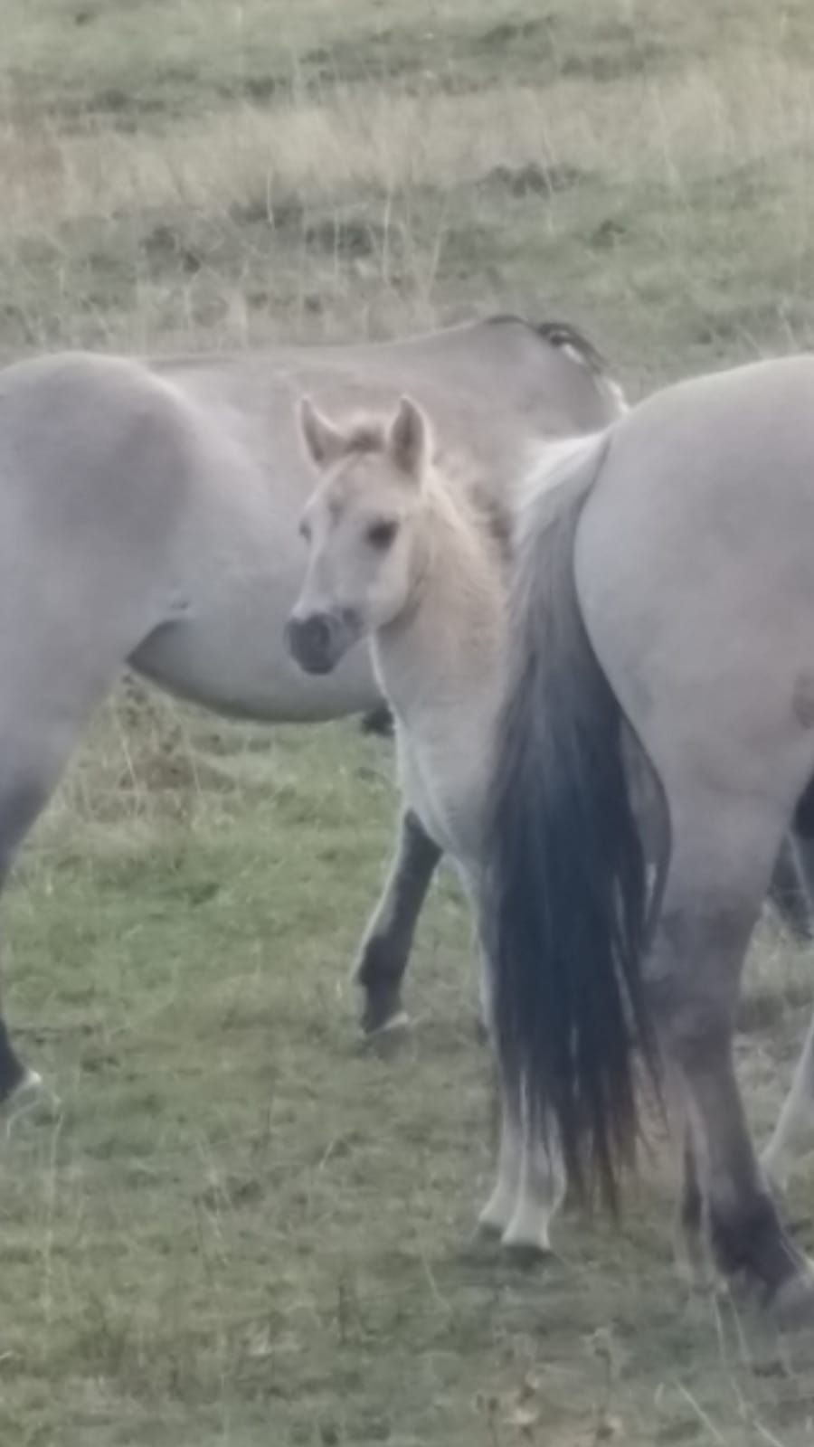 Drei Tage altes Hengstchen