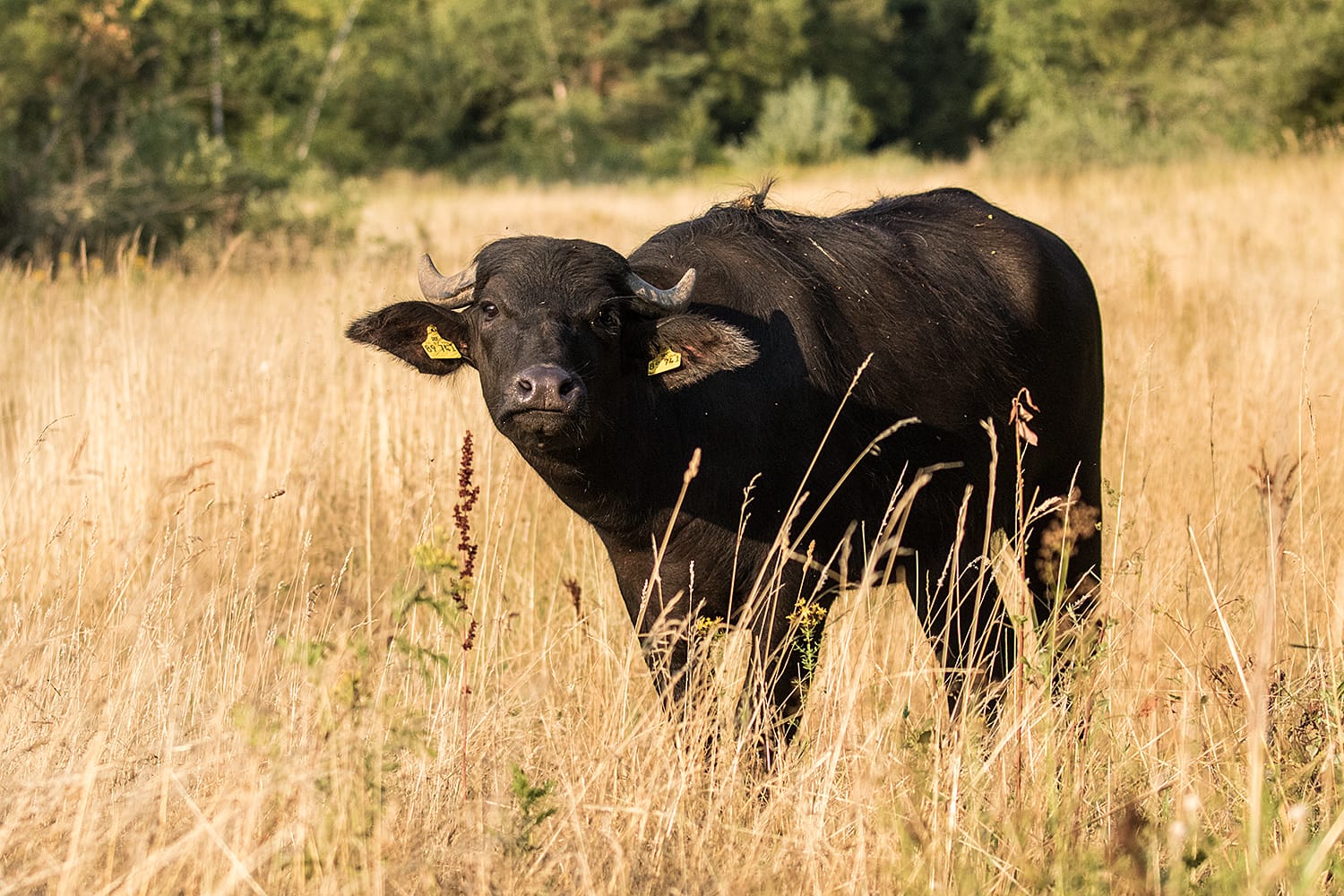 Blondi, seit August 2019 bei uns