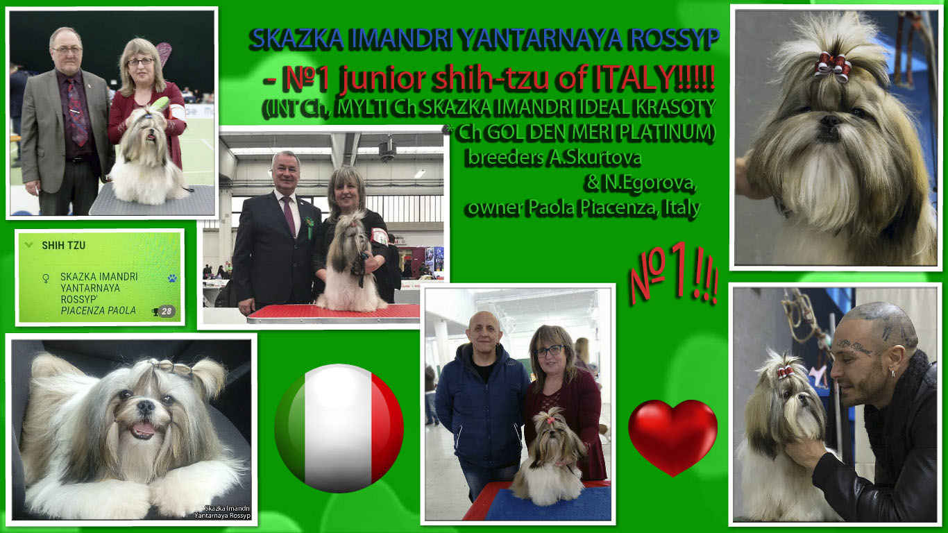 CHj ITALY Skazka Imandri YANTARNAYA ROSSYP'- 1 shih tzu in the ranking of juniors ITALY