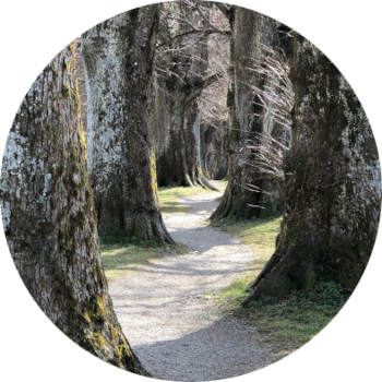 Weg, der sihc in einer Baumallee windet - symbolisiert Begleitung, Orientierung und den letzten Lebensweg in Würde - Foto: Uschi Holstein