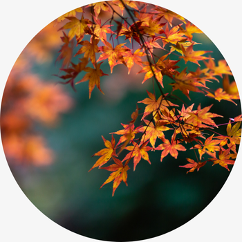 Buntes Herbstlaub an einem Ast im Vordergrund, der Hintergrund ist unscharf - Symbol für Loslassen, Veränderung und innere Befreiung
