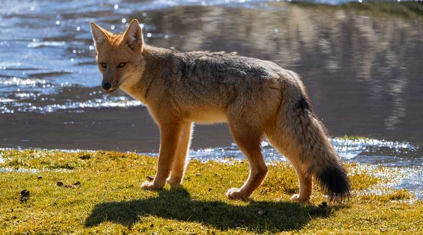  Culpeofuchs bei San Pedro de Atacama