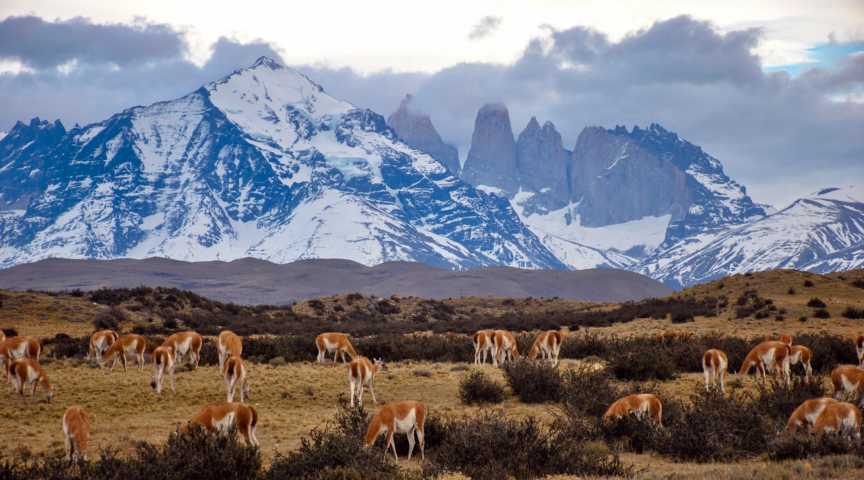Torres del Paine - wilde Fauna