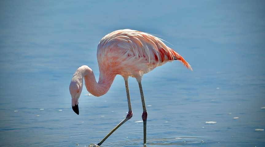 Flamingos bei San Pedro de Atacama