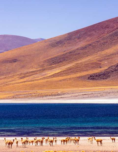 Lagunas Altiplánicas um San Pedro de Atacama