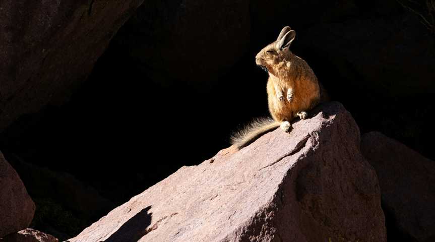 Viscachas bei San Pedro de Atacama