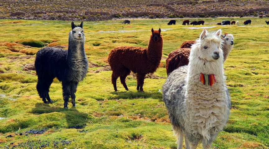 Alpakas auf dem Hochland der Atacama