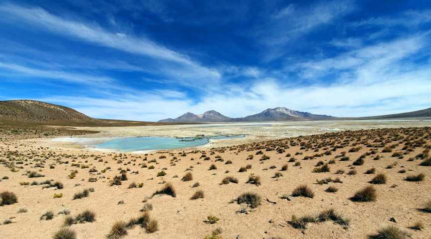 Polloquere auf dem Atacama-Hochland