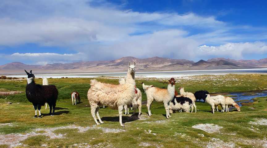Viehwirtschaft auf dem Atacama-Hochland