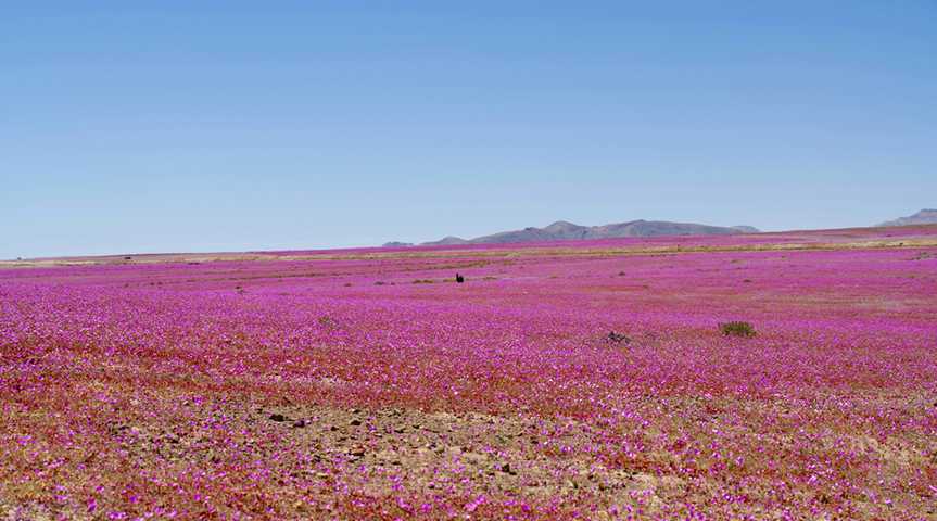 Desierto Florido in der südlichen Atacama