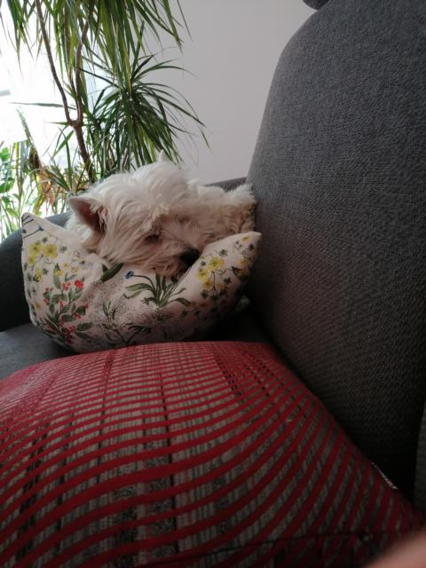 Lizzy