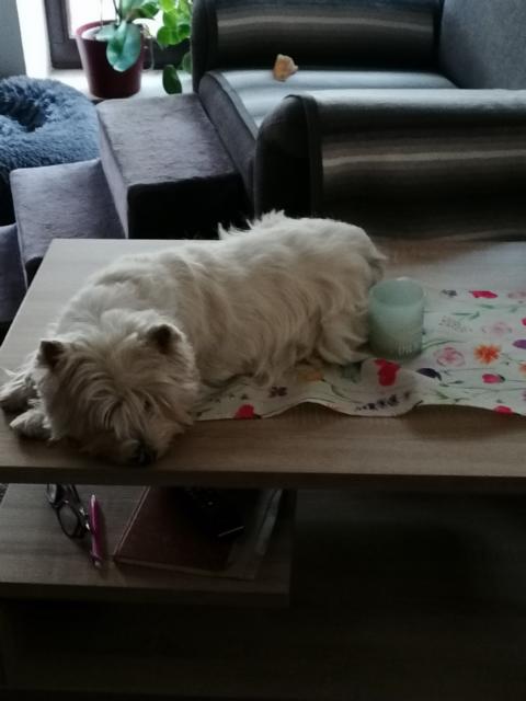 Ellie frech wie Oskar