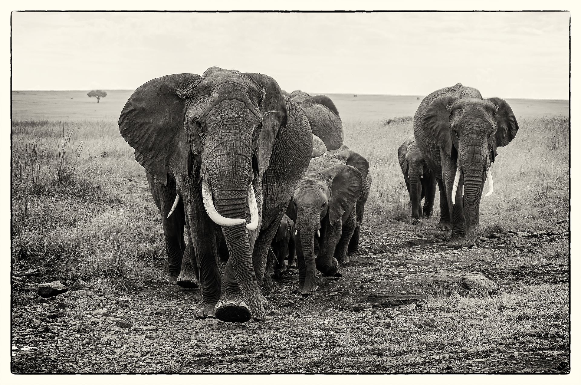 Chaud devant, Masaî Mara, Kenya 2016