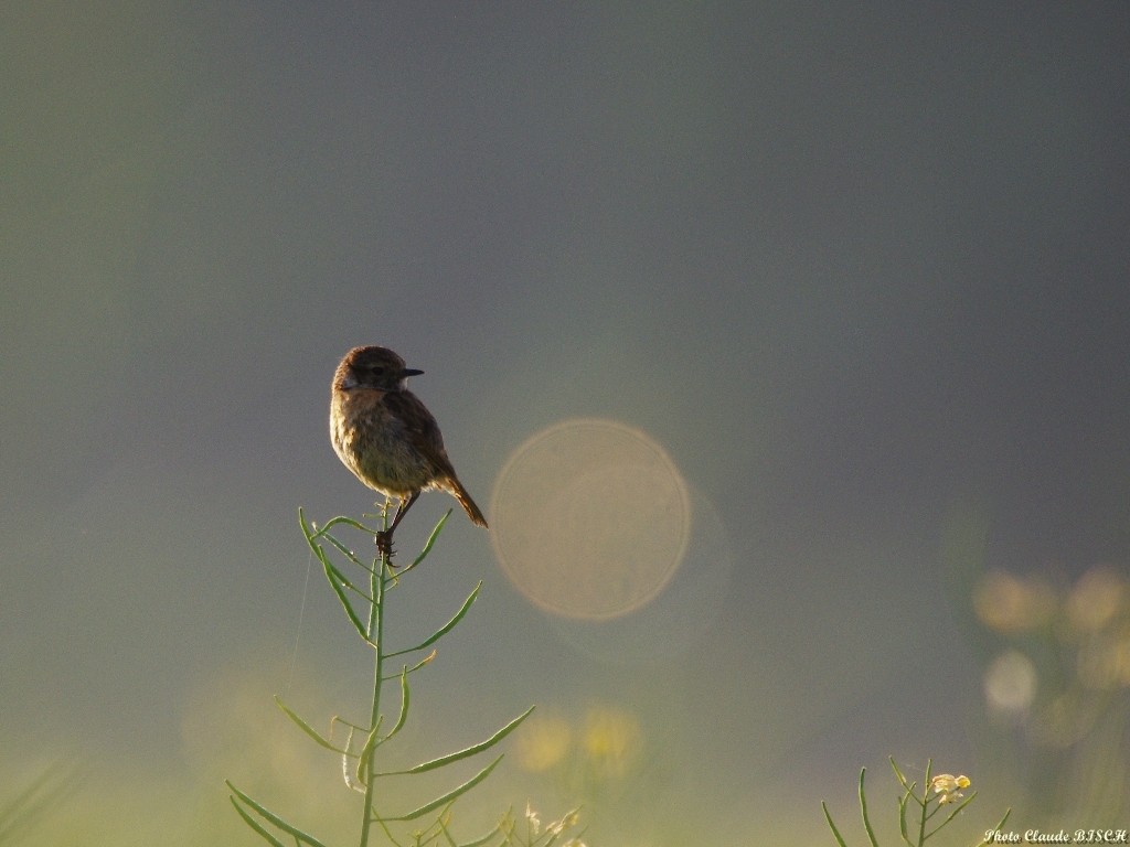 Tarier et pollen. Tarier pâtre femelle 