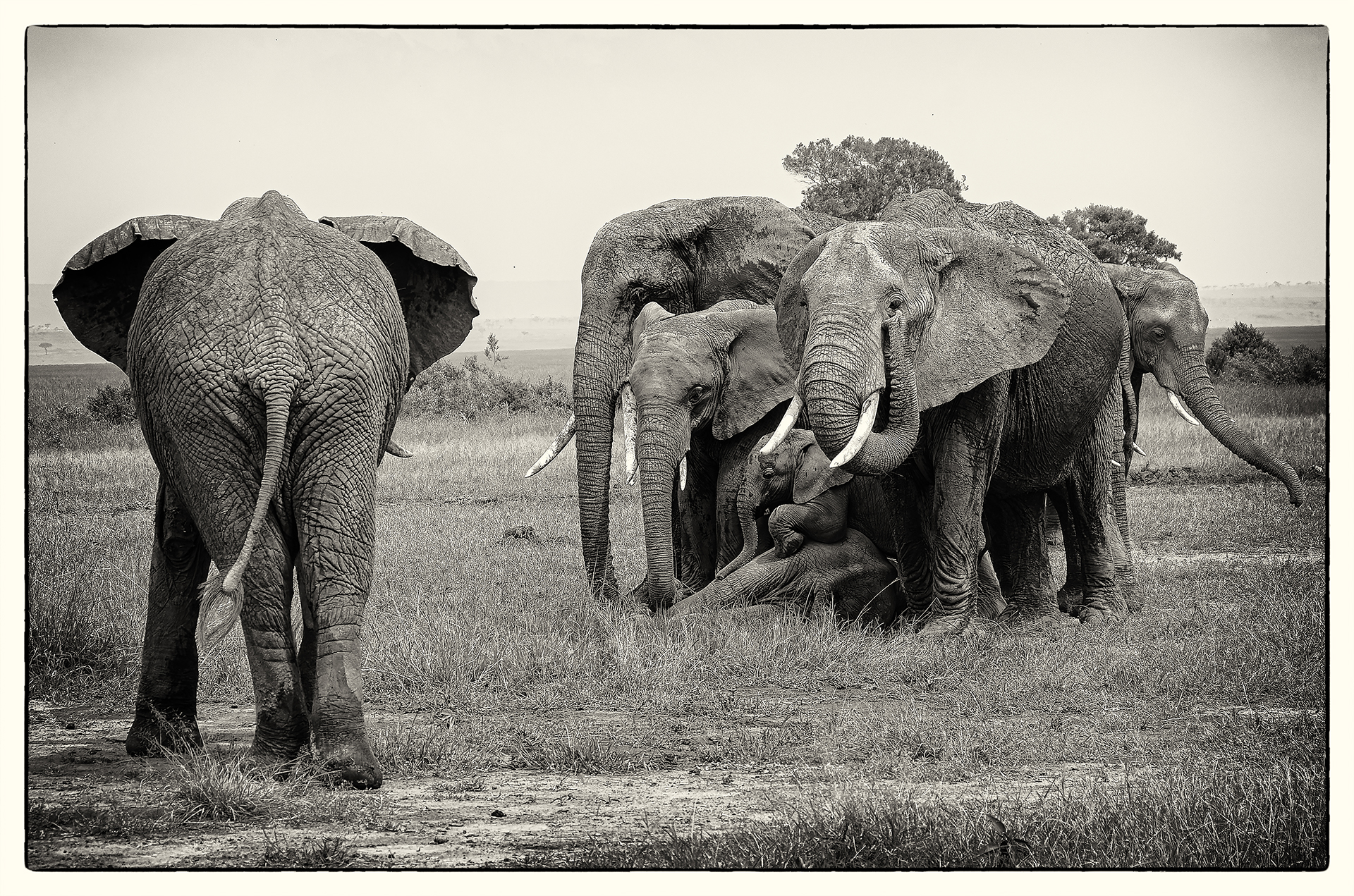 Mise en protection, Masaî Mara, Kenya 2016