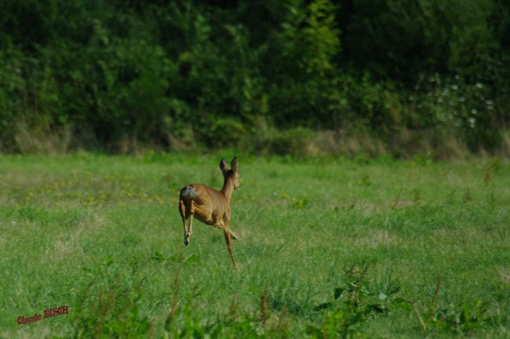 Chevrette, Les hautes Gueules, RAIZEUX