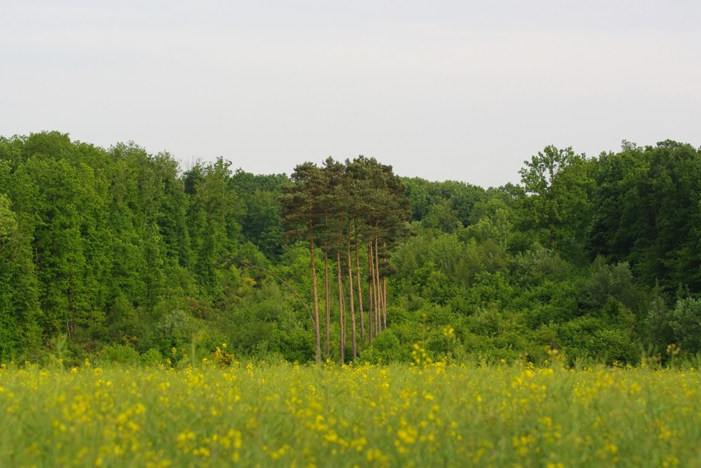 Presque l'été