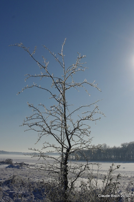 Un petit air d'"arbre du Ténéré" dans la plaine