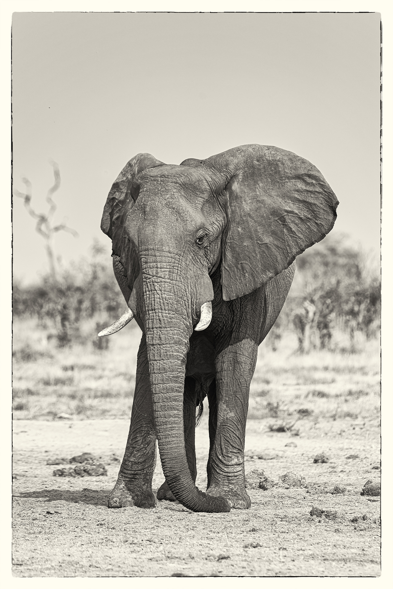 Douceur et fragilité du géant, Savuti, Botswana 2017