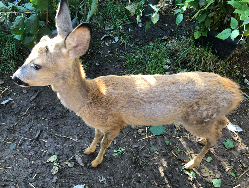 Reh – Lebensraum, Nahrung & Verhalten in Bayern