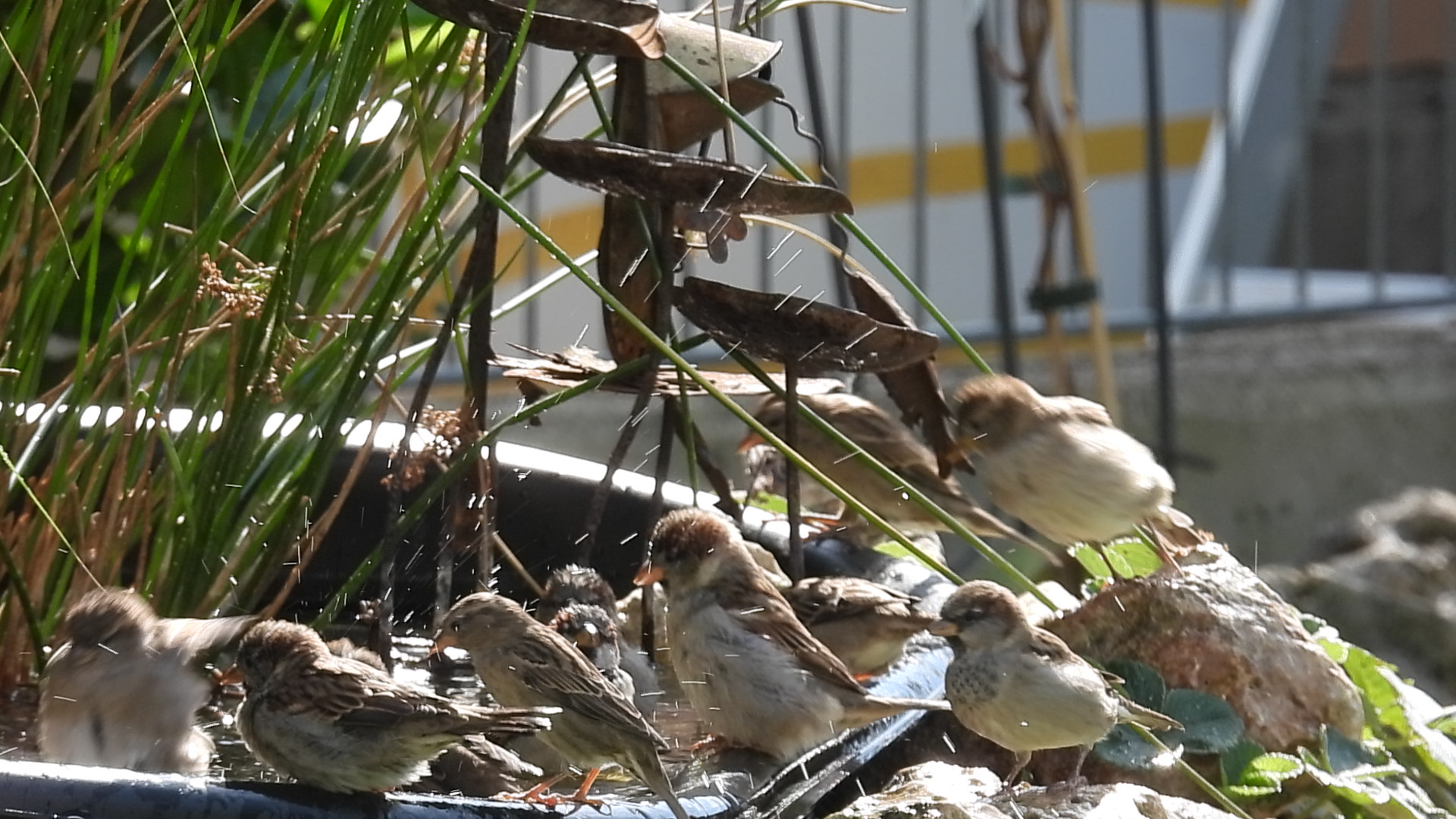 Heiße Tage: So helfen Sie Vögeln und anderen Gartentieren