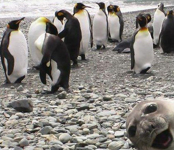 животные в фотографии