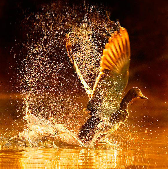 Splash Photography-18