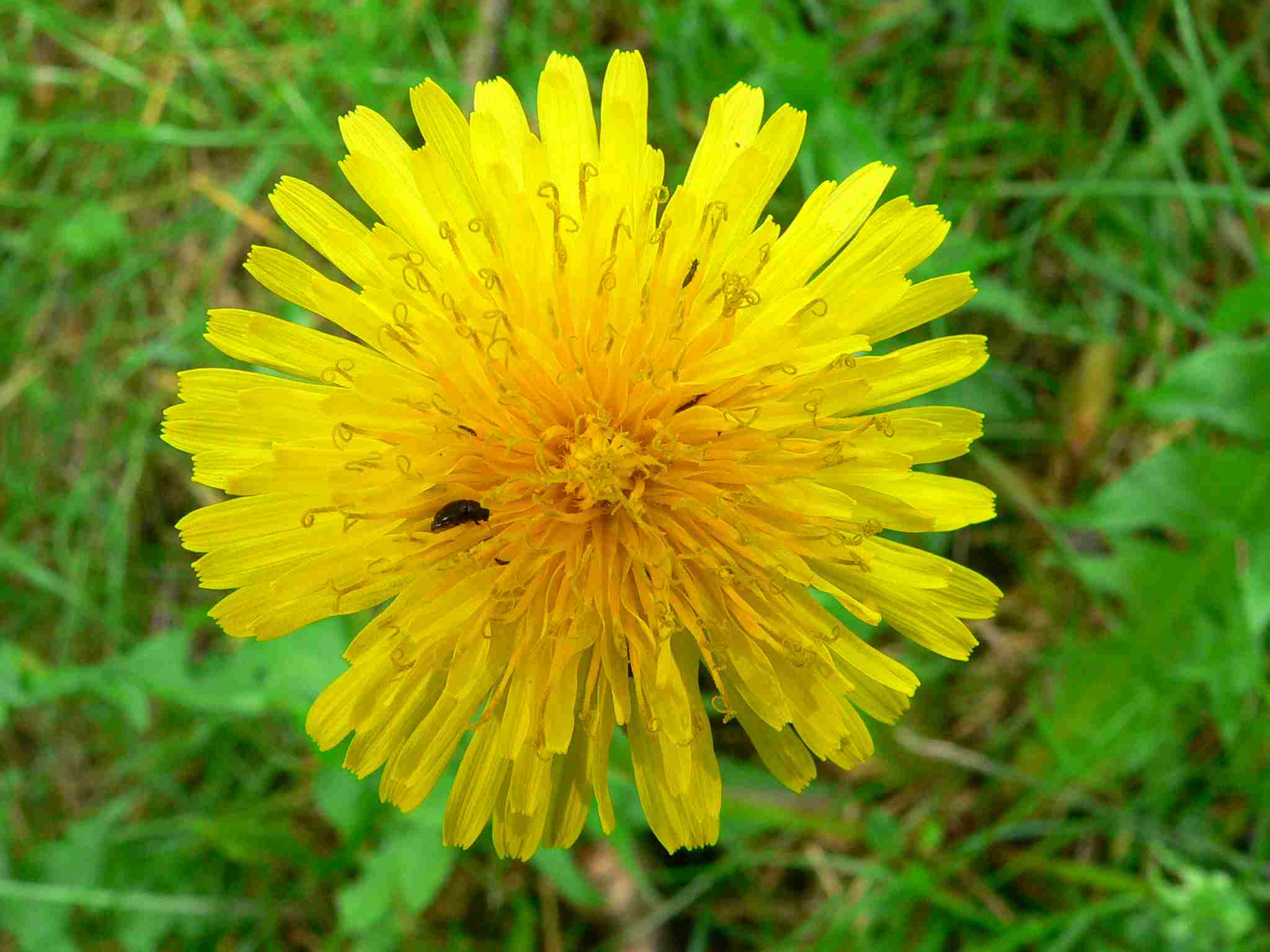 Löwenzahn, Körbchen mit gelben Zungenblüten | copyright Britta Jessen