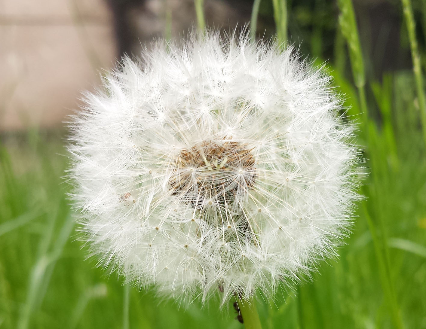 Pusteblume Foto