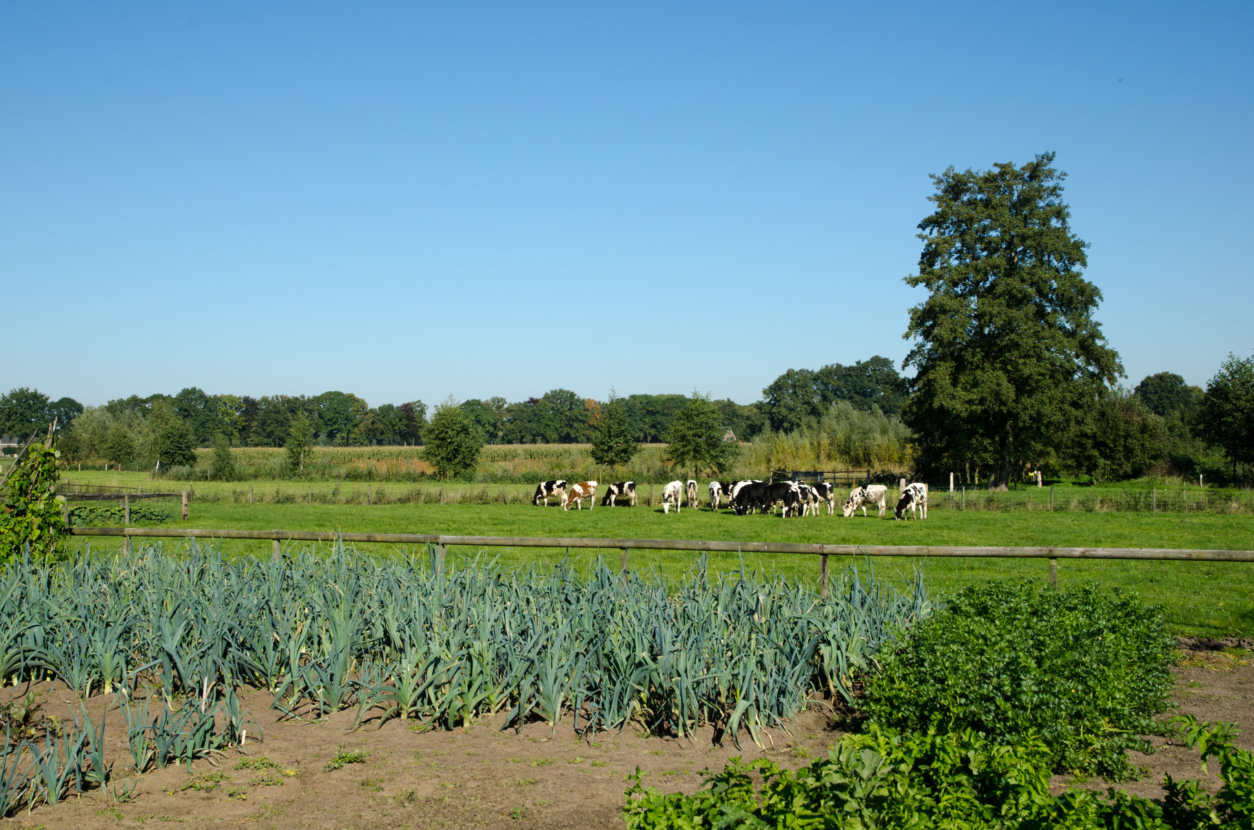 Groentetuin Twisselt