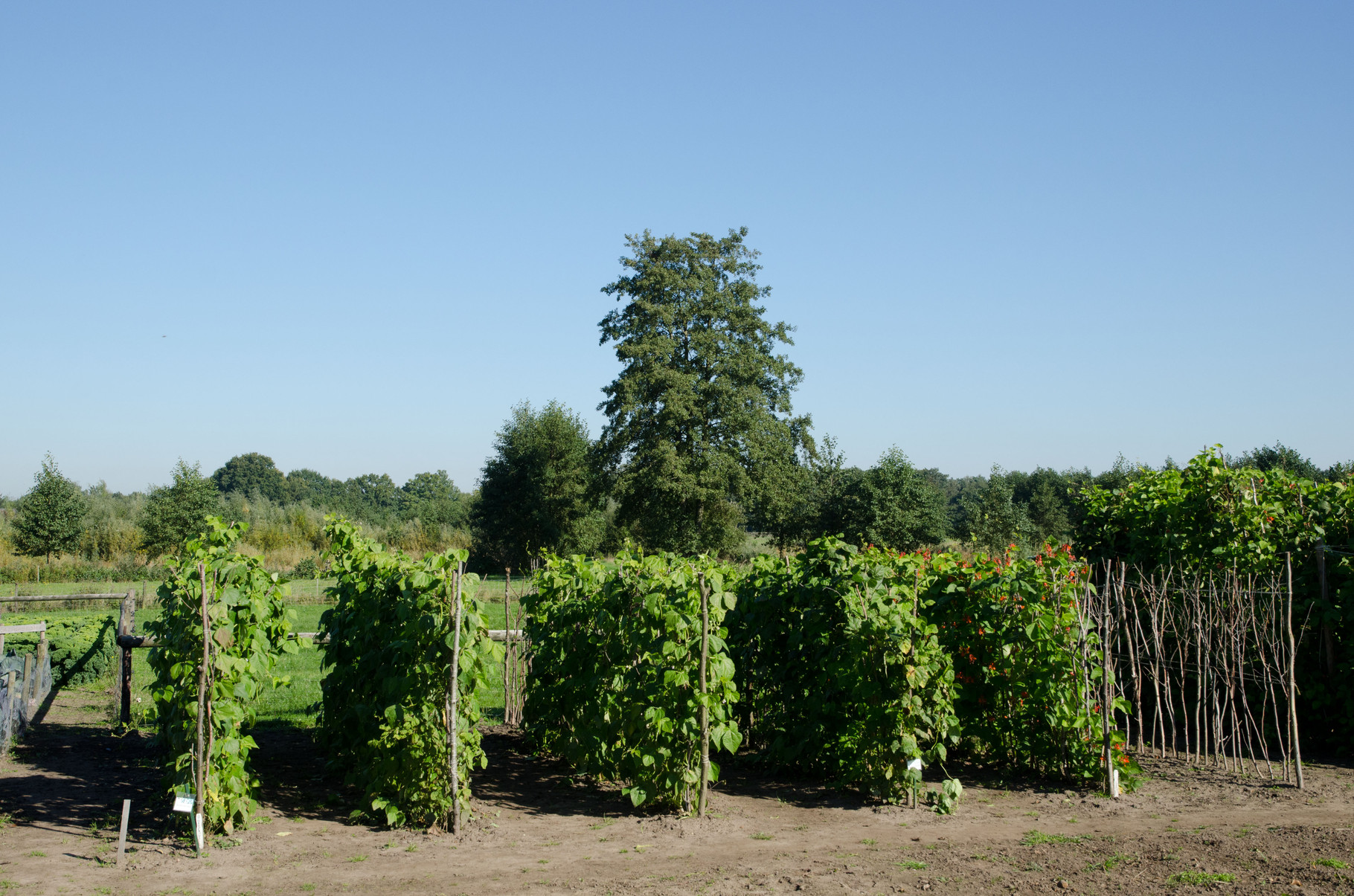 Groentetuin Twisselt