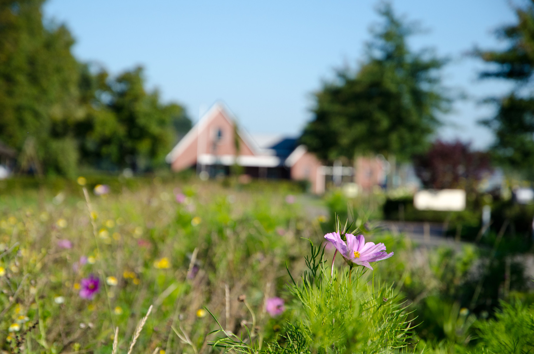 Veldbloemen