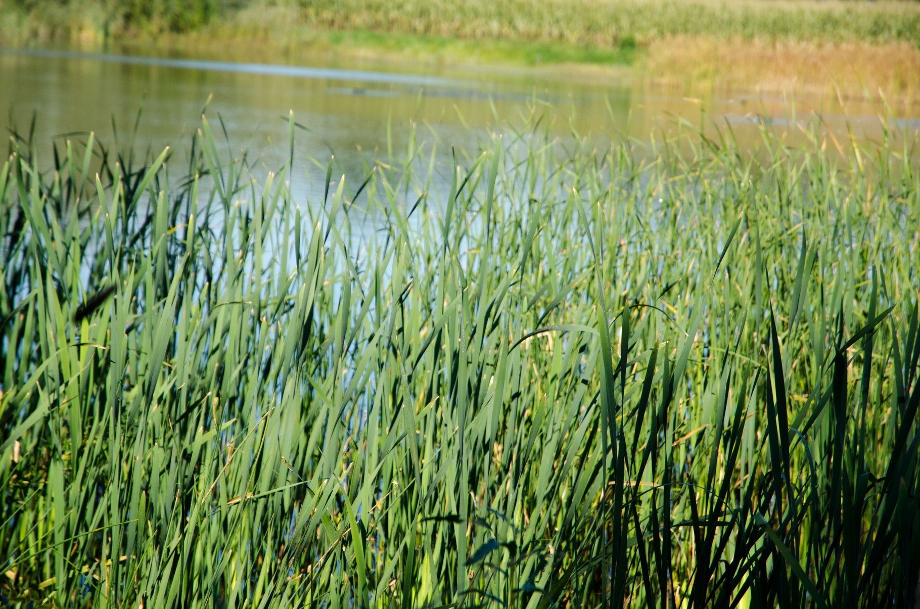 Landschapsvijver