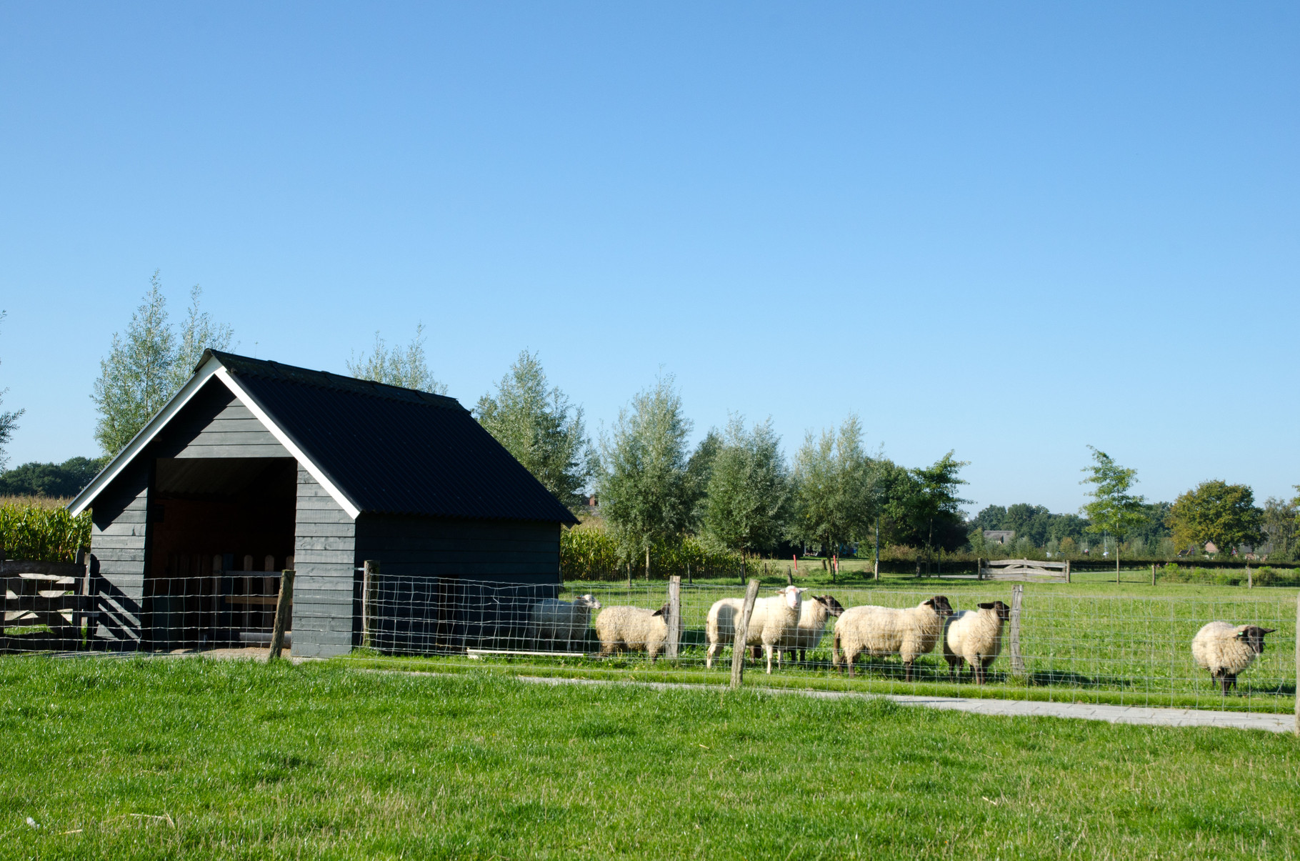 Er gaan veel makke schapen in een hok