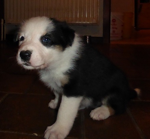 Finlay