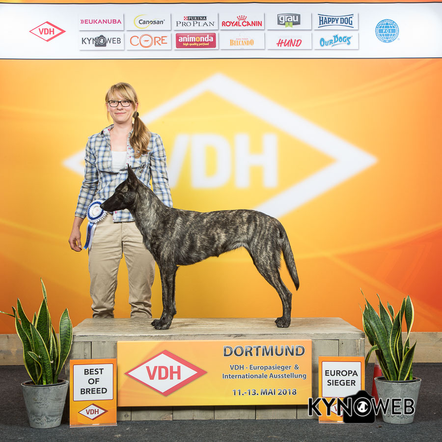 Europasieger Und Internationale Rassehunde Ausstellung In Dortmund