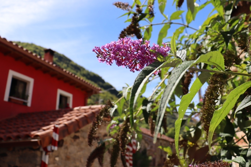 Arbusto de las mariposas o Lila de Verano en Saliencia, Asturias 