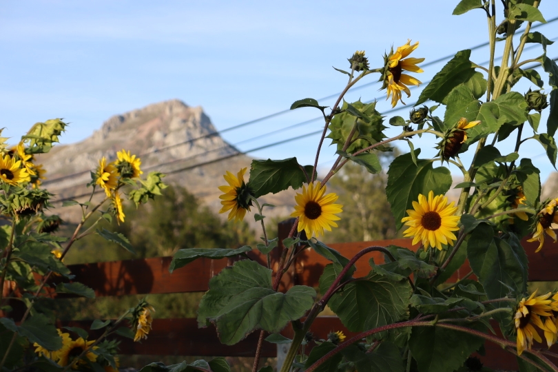 Girasoles contemplando Las Ubiñas