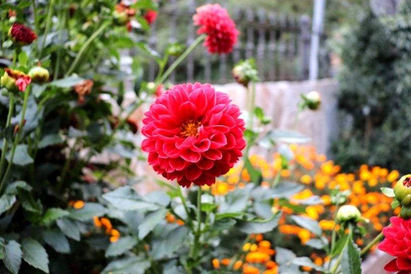 Dahlia Pinnata en Balboa, El Bierzo 