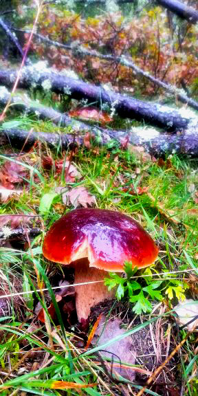 Boletus Edulis en robledal (debajo del árbol otro)