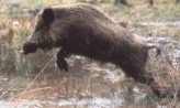 Wildschwein springt in Suhle